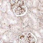 Merck Anti-LONRF1 antibody produced in rabbit