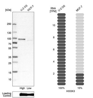 Merck Anti-HOOK3 antibody produced in rabbit