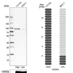 Merck Anti-HOOK3 antibody produced in rabbit
