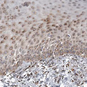 Merck Anti-FAM160B2 antibody produced in rabbit