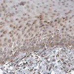 Merck Anti-FAM160B2 antibody produced in rabbit