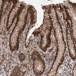 Merck Anti-XKR6 antibody produced in rabbit