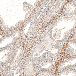 Merck Anti-FBXO42 antibody produced in rabbit