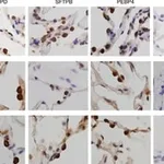 Merck Anti-PEBP4 antibody produced in rabbit