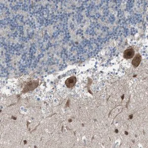 Merck Anti-ZNF276 antibody produced in rabbit