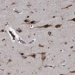 Merck Anti-ENDOG antibody produced in rabbit