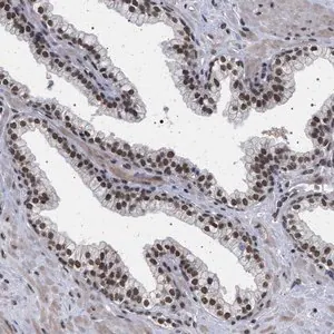 Merck Anti-PHF12 antibody produced in rabbit
