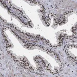 Merck Anti-PHF12 antibody produced in rabbit