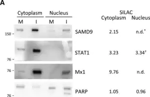 Merck Anti-SAMD9 antibody produced in rabbit
