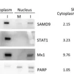Merck Anti-SAMD9 antibody produced in rabbit