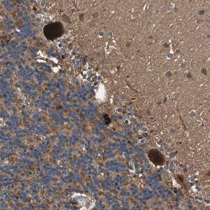 Merck Anti-MRPL27 antibody produced in rabbit