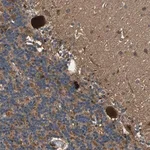 Merck Anti-MRPL27 antibody produced in rabbit