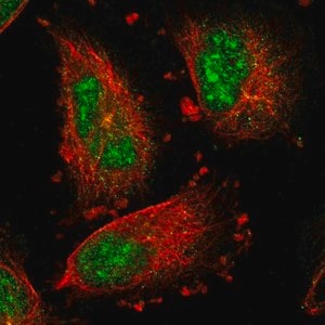 Merck Anti-IER5L antibody produced in rabbit