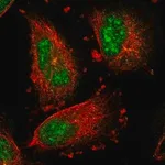 Merck Anti-IER5L antibody produced in rabbit