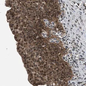 Merck Anti-RBM33 antibody produced in rabbit