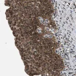 Merck Anti-RBM33 antibody produced in rabbit