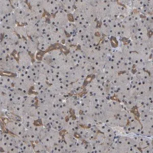 Merck Anti-FAM219A antibody produced in rabbit