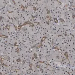 Merck Anti-FAM219A antibody produced in rabbit