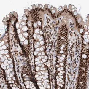 Merck Anti-SMCR8 antibody produced in rabbit