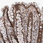 Merck Anti-SMCR8 antibody produced in rabbit