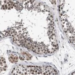 Merck Anti-POLR2A antibody produced in rabbit