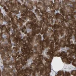 Merck Anti-UBE4B antibody produced in rabbit