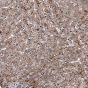 Merck Anti-ITIH3 antibody produced in rabbit