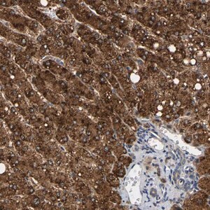 Merck Anti-PPID antibody produced in rabbit