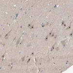 Merck Anti-GLTSCR2 antibody produced in rabbit