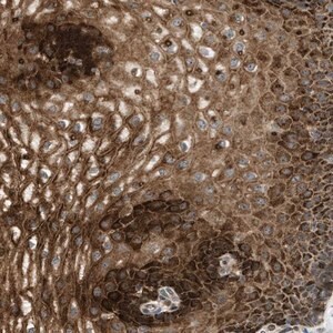 Merck Anti-C7orf43 antibody produced in rabbit