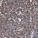 Merck Anti-TRIM65 antibody produced in rabbit