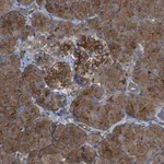 Merck Anti-CYB5D1 antibody produced in rabbit