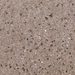 Merck Anti-SGSM2 antibody produced in rabbit