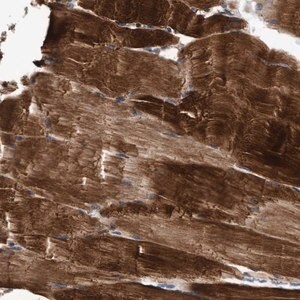 Merck Anti-EFCAB13 antibody produced in rabbit