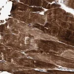 Merck Anti-EFCAB13 antibody produced in rabbit