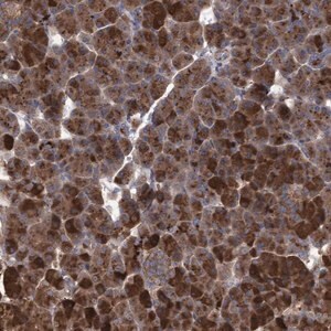 Merck Anti-ABCF2 antibody produced in rabbit