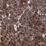 Merck Anti-ABCF2 antibody produced in rabbit