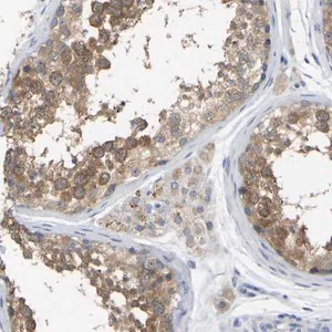 Merck Anti-WIPI2 antibody produced in rabbit