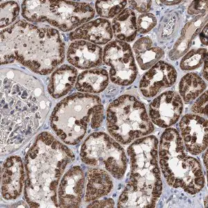 Merck Anti-EXOSC2 antibody produced in rabbit