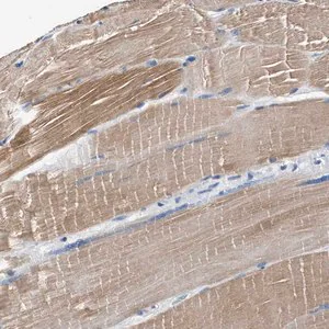 Merck Anti-MYH3 antibody produced in rabbit