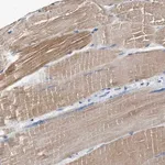 Merck Anti-MYH3 antibody produced in rabbit