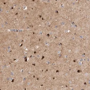 Merck Anti-RBM48 antibody produced in rabbit