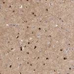 Merck Anti-RBM48 antibody produced in rabbit