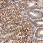 Merck Anti-EDEM3 antibody produced in rabbit