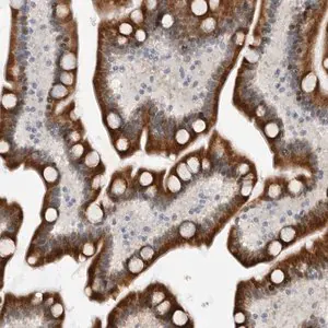 Merck Anti-PCMTD1 antibody produced in rabbit