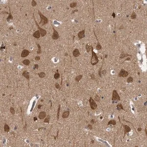 Merck Anti-CACYBP antibody produced in rabbit