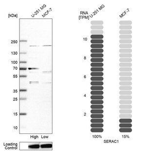 Merck Anti-SERAC1 antibody produced in rabbit
