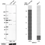 Merck Anti-SERAC1 antibody produced in rabbit