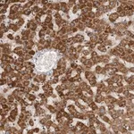 Merck Anti-SERAC1 antibody produced in rabbit