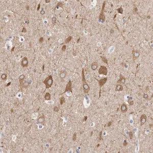 Merck Anti-TMEM242 antibody produced in rabbit